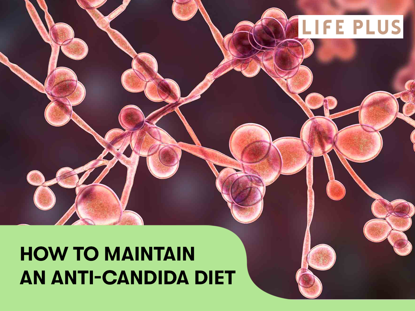 HOW TO MAINTAIN AN ANTI-CANDIDA DIET